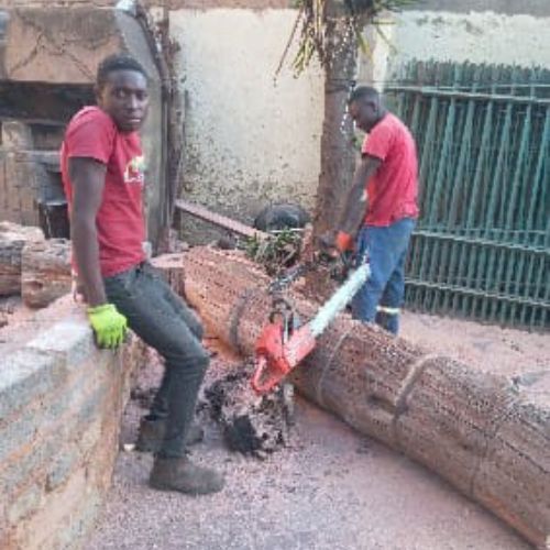 Elton Tree Feller Elton Tree Feller