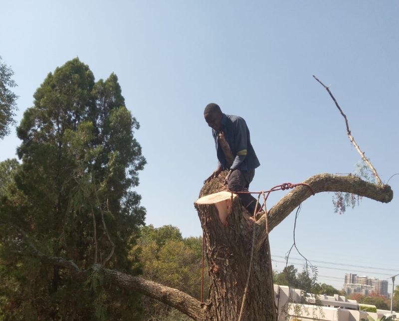 Tree Feller Tree Feller