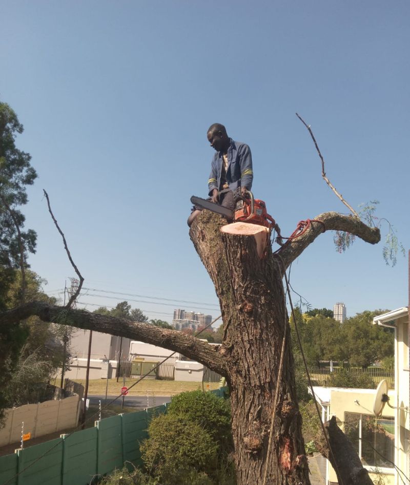 Tree Feller Tree Feller